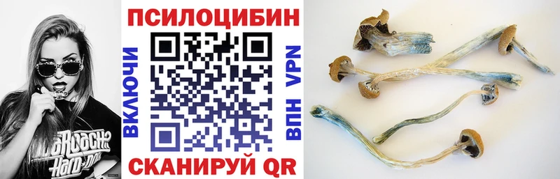 как найти наркотики  Поворино  Псилоцибиновые грибы прущие грибы 